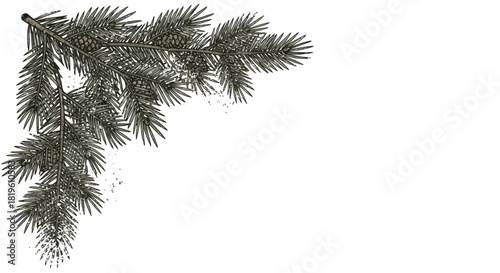 Pine branch with green needles on white background  