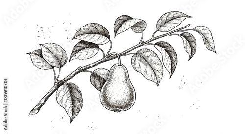 Hand-drawn pear branch with leaves in vintage style  