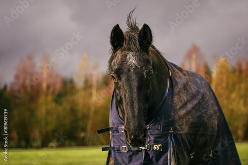 Black KWPN horse with blue blanket, with rainy and stormy clouds in background