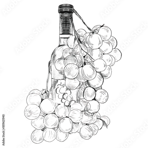 Ripe grapes, wine bottle isolated on white background. Sketch vintage vector illustration of a ripe branch of grapes from which wine is made, the concept of winemaking and wine production.