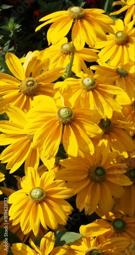 (Rudbeckia hirta) Black-eyed Susan 'Green eyes' or Irish eyes. Upright clumps of flowers adorned with striking warm yellow petals surround a compact green center

