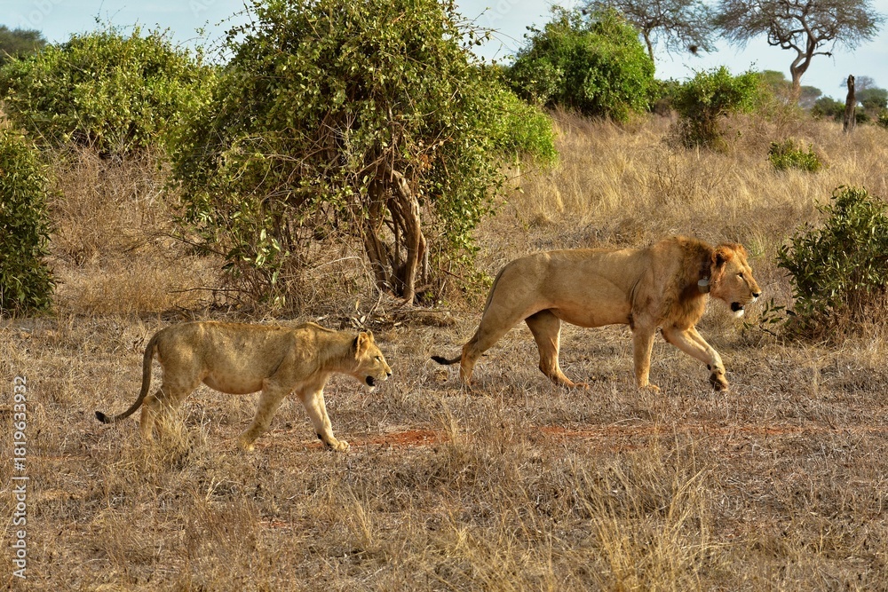 Naklejka premium Movie Safari Moment: Two Lions Walking in the African Savannah Showcasing Natural Behavior and Raw Wilderness.