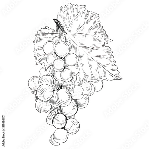A vine branch with bunch of grapes and leaves. Vector hand drawn black and white graphic illustration. Detailed grapes for menu design, labels, cosmetics, prints, stickers, prints, infographics.