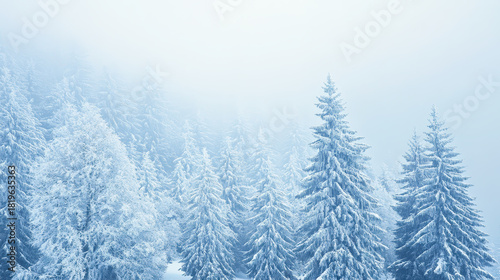 Snow covered pine tree forest in winter with fog creating cold and peaceful atmosphere in landscape