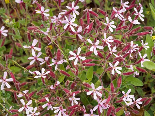 Saponaria ocymoides | Rock soapwort - Tumbling Ted - Basil soap-wort - Silene ocymoides.  Cascading ground cover of five-petaled pink flowers atop reddish stems with green ovate leaves
