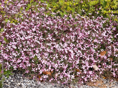 Carpet of boasting pretty pink flowers of Saponaria ocymoides (Rock soapwort) at the tips of reddish hairy stems smothering an ovate and lanceolate small olive-green foliage
