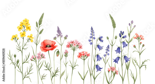 Watercolor illustration of a vibrant spring wild flower border with red poppy, blue bellflowers, yellow, and pink blossoms, celebrating nature's beauty.