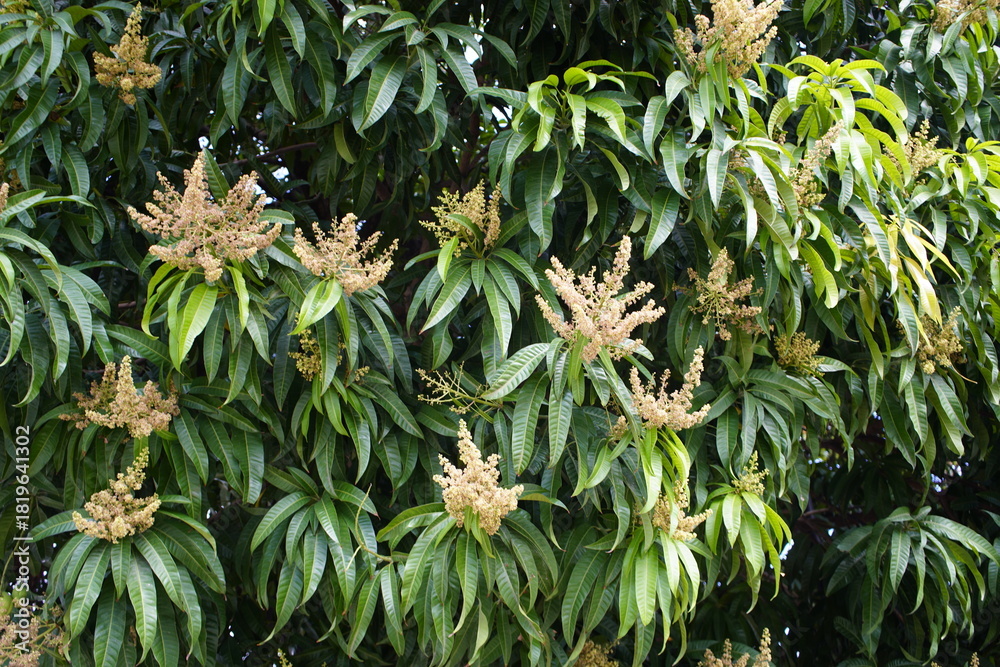 Fototapeta premium Flowers of Mango (Mangifera indica) Anacardiaceae family- Fortaleza – Ceará, Brazil. 