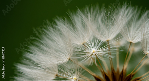Dandelion seedhead close up on green background