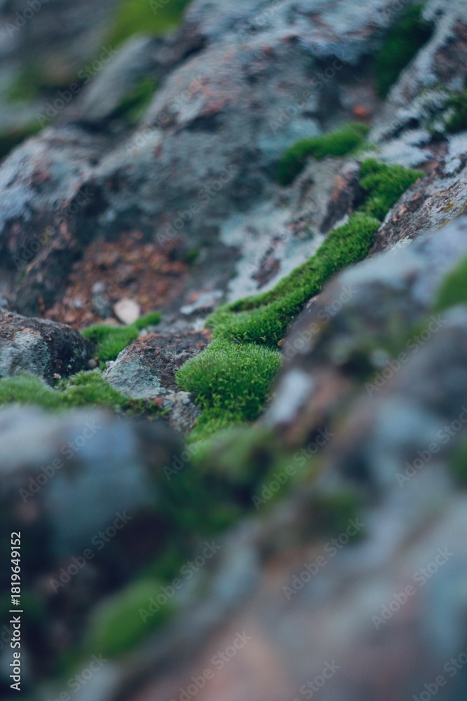 Obraz premium Green Moss Close-Up