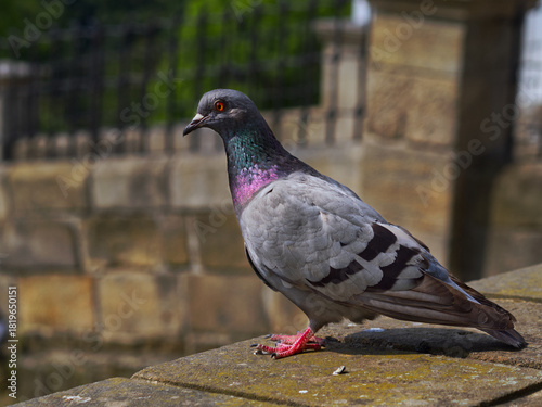 Pigeon (Columba livia) standing on a stone wall in the castle garden