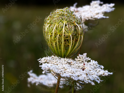 A spherical flower of the wild carrot (Daucus carota) in the foreground with white flowers
