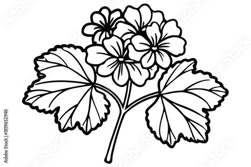 Outlined geranium plant presents flowers and leaves with bold, distinct edges