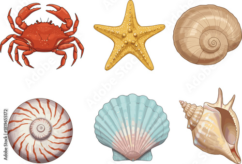 Detailed marine illustration set featuring crab, starfish, spiral shells, conch shell, and colorful seashells for ocean-themed designs, beach decor, and coastal artwork