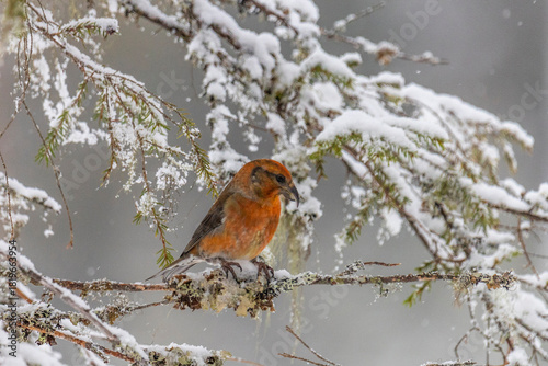 Male crossbill sits on a spruce branch in winter