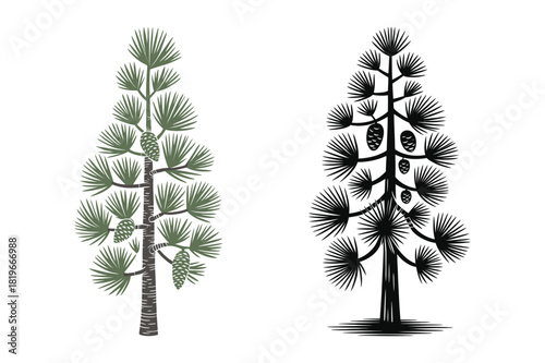 Two hand drawn illustrations of a tall pine tree in green and black and white