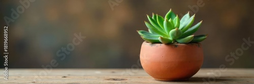 Charming succulent in a handmade terracotta pot, adding a touch of rustic elegance to any indoor space  Perfect for minimalist or bohemian decor , office, home