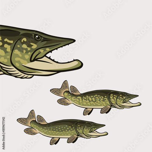 The figure shows a pike fish