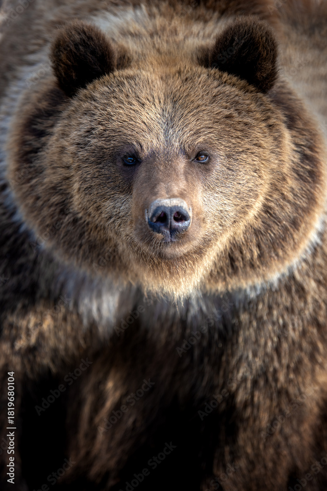Obraz premium Close-up view of a grizzly bear showcasing its distinct features in a natural environment