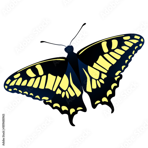 butterfly isolated on white background