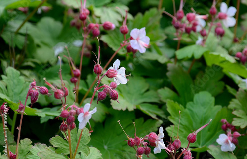 Geranium flower close-up – cranesbill in the garden