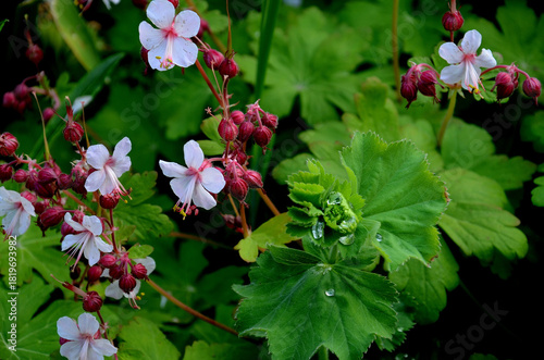 Geranium flower close-up – cranesbill in the garden