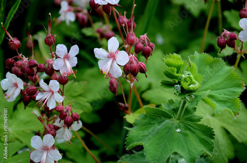 Geranium flower close-up – cranesbill in the garden