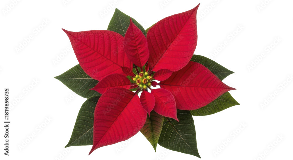 Obraz premium Vibrant red poinsettia Christmas flower on transparent background, PNG image, PNG file