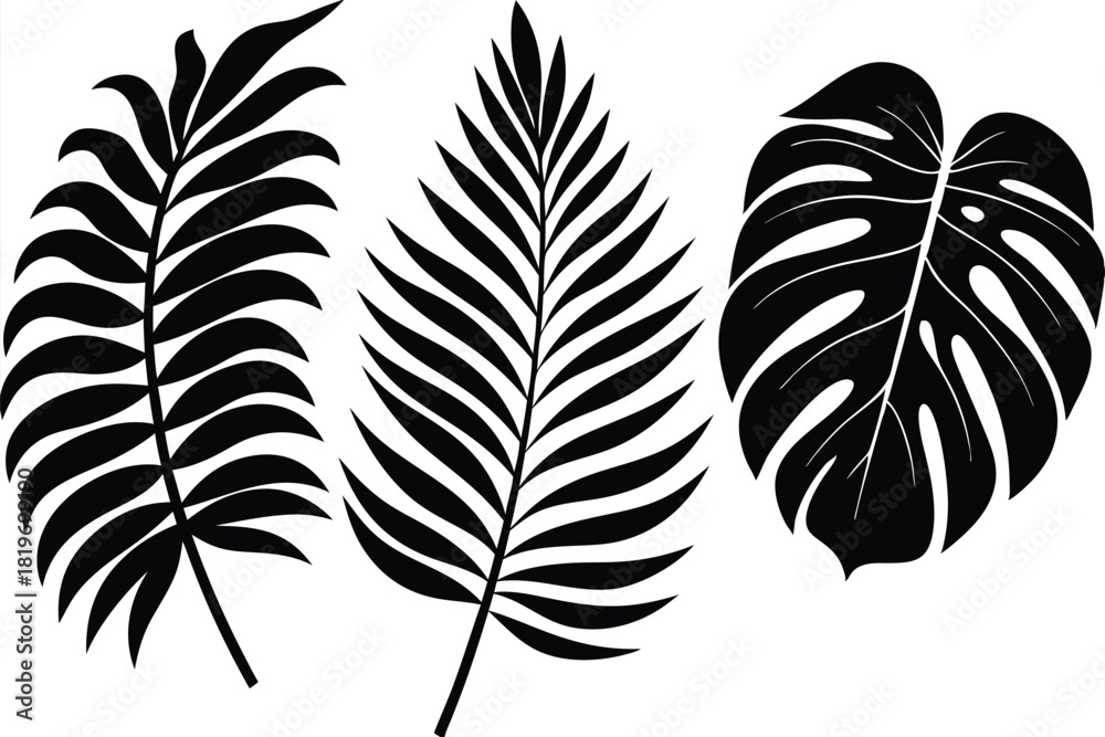 Fototapeta premium Three monochrome tropical plant leaves give a stark yet captivating botanical composition