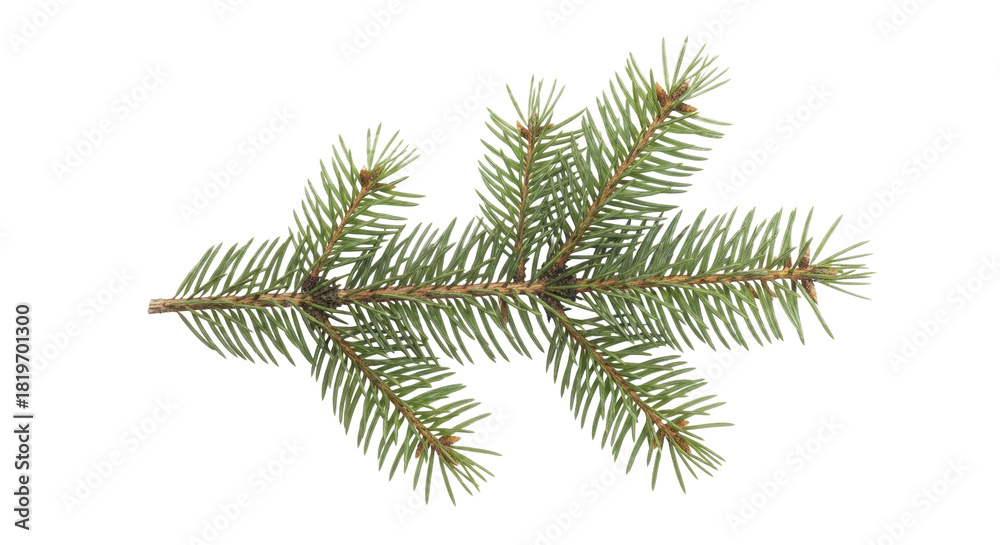 Naklejka premium Fresh green spruce branch with needles and buds on a transparent background PNG image PNG file for holiday designs