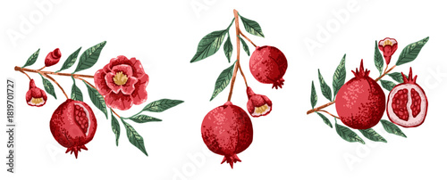 Pomegranate plant branch with fruit and flowers in red color. Botanical flat illustration