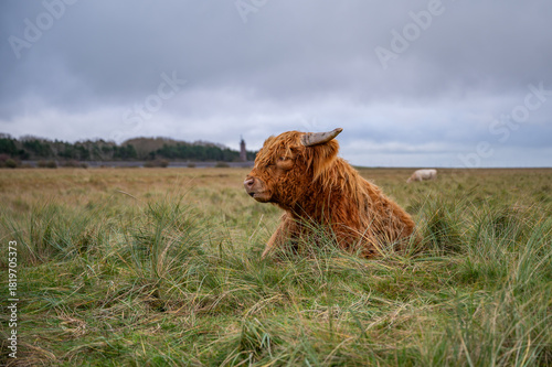 A Highland cow with shaggy fur sits in a grassy field under a cloudy sky, with a distant sheep grazing in the background, St Peter Ording, North sea, Germany