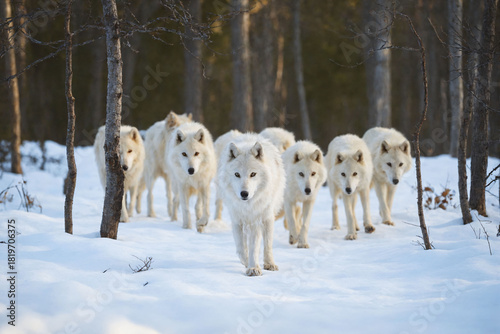 A pack of white wolves in the snow