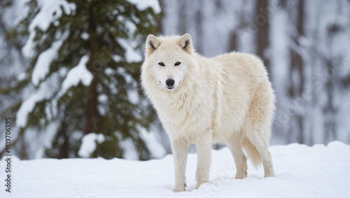 white wolf in winter