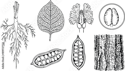 Botanical line art of plant root leaf seed pod and bark detailed drawing vector illustration