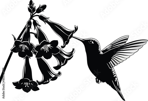 Hummingbird feeding on trumpet vine flower black and white illustration eps silhouette