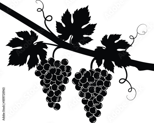 Grape vine vector illustration black and white fruit drawing design art eps silhouette