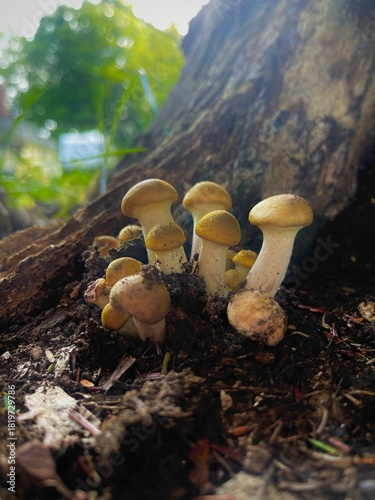 A group of small mushrooms growing on the forest floor at the base of a tree. Green foliage is visible in the background. 