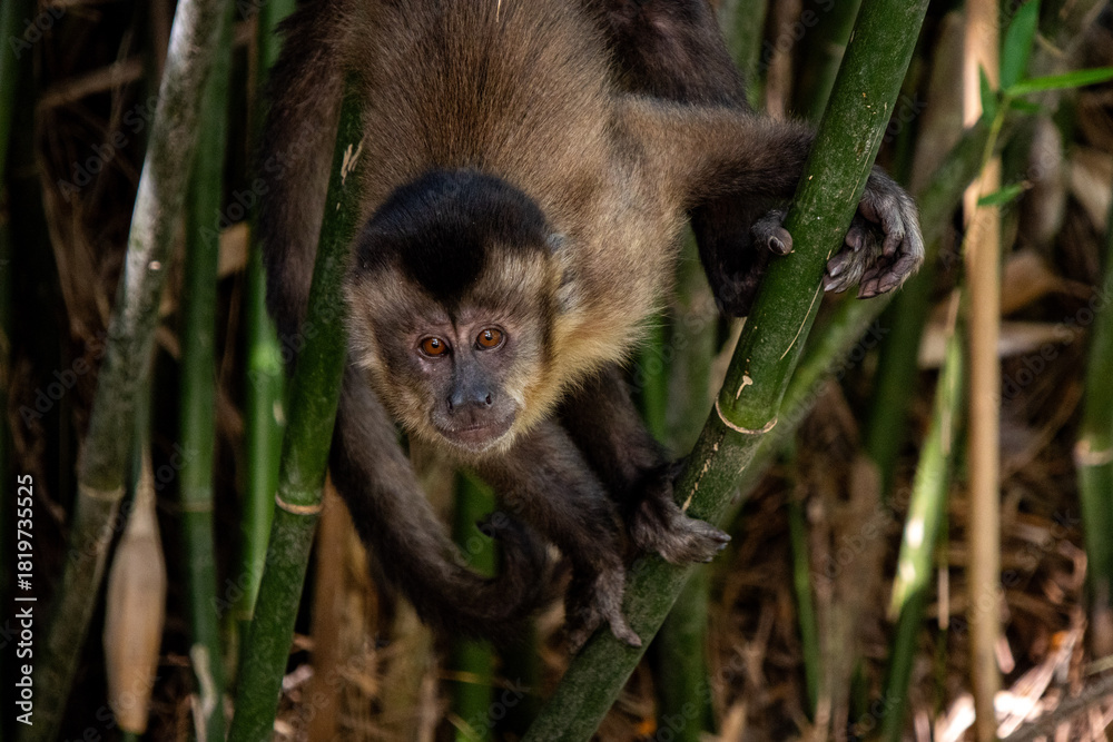 Naklejka premium Macaco-prego (Sapajus nigritus) no Horto Florestal de São Paulo