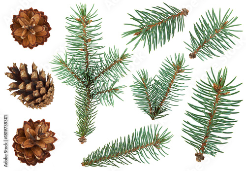 Collection of pine cones and evergreen fir branches isolated on transparent background, perfect for Christmas, winter decorations, natural designs, and festive holiday compositions. PNG