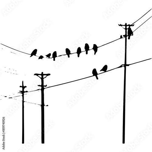 Silhouette of birds perched on power lines against white background