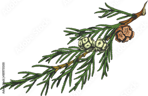 Cypress tree branch with cones hand drawn vector illustration, conifer evergreen, woody flavoring, forest scent