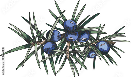 Juniper branch with blue berries vector hand drawn illustration, coniferous botanical sketch, evergreen bush plant