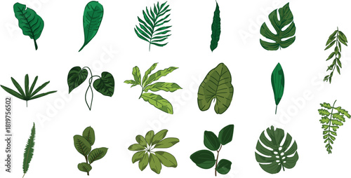 Tropical green leaves collection in botanical vector illustration