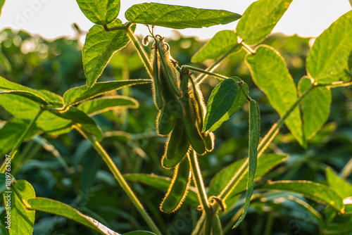 Soybean plants with pods ready for harvest under warm evening sunlight in rural farmland