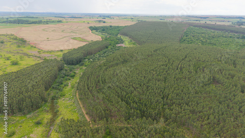 An aerial view of a lush green forest with expansive trees. A winding path weaves its way through the verdant landscape