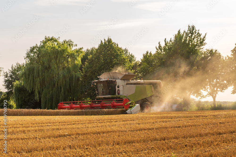 Fototapeta premium Combine harvester working in a golden wheat field during late afternoon with dust and trees in the background