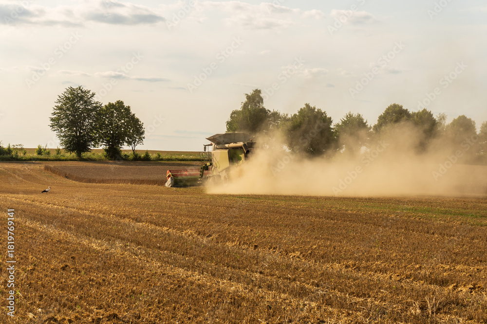 Fototapeta premium Harvesting wheat in a rural field with dust clouds rising at sunset