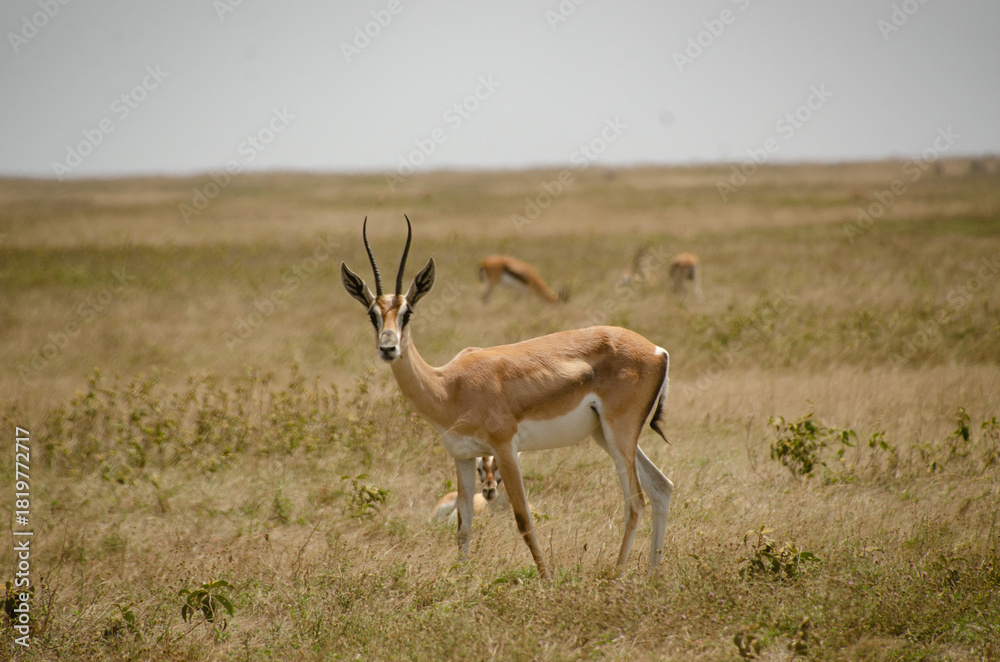 Fototapeta premium Grant's gazelle standing in the dry grass