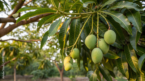 A heavy mango tree branch, thick with glossy, deep-green leaves and clusters of unripe mangoes, basks in soft, golden-hour sunlight filtering through a canopy of tropical foliage
